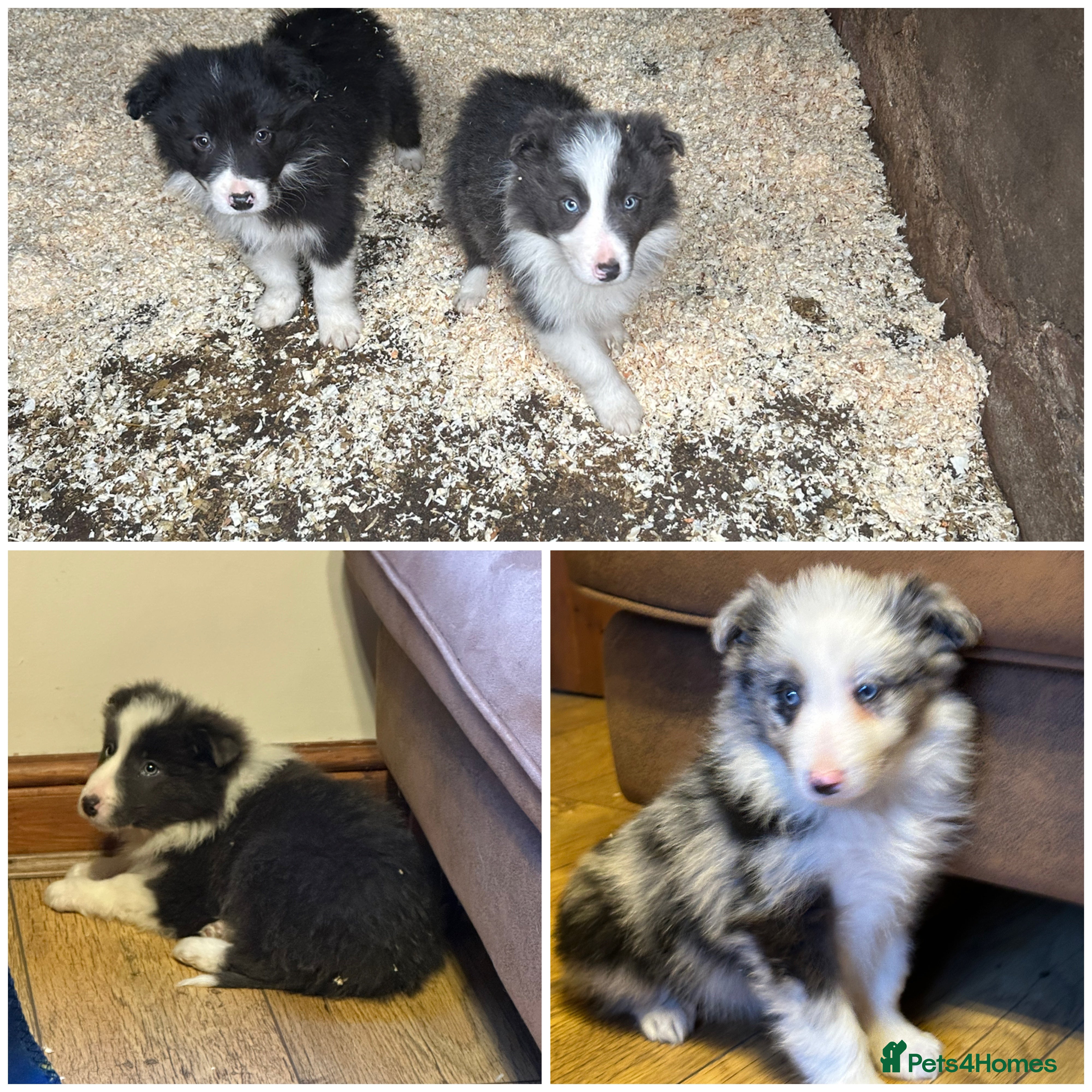 Border Collie dogs Stunning border collie puppies  - Advert 7