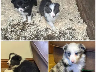 Border Collie dogs Stunning border collie puppies - Advert 9