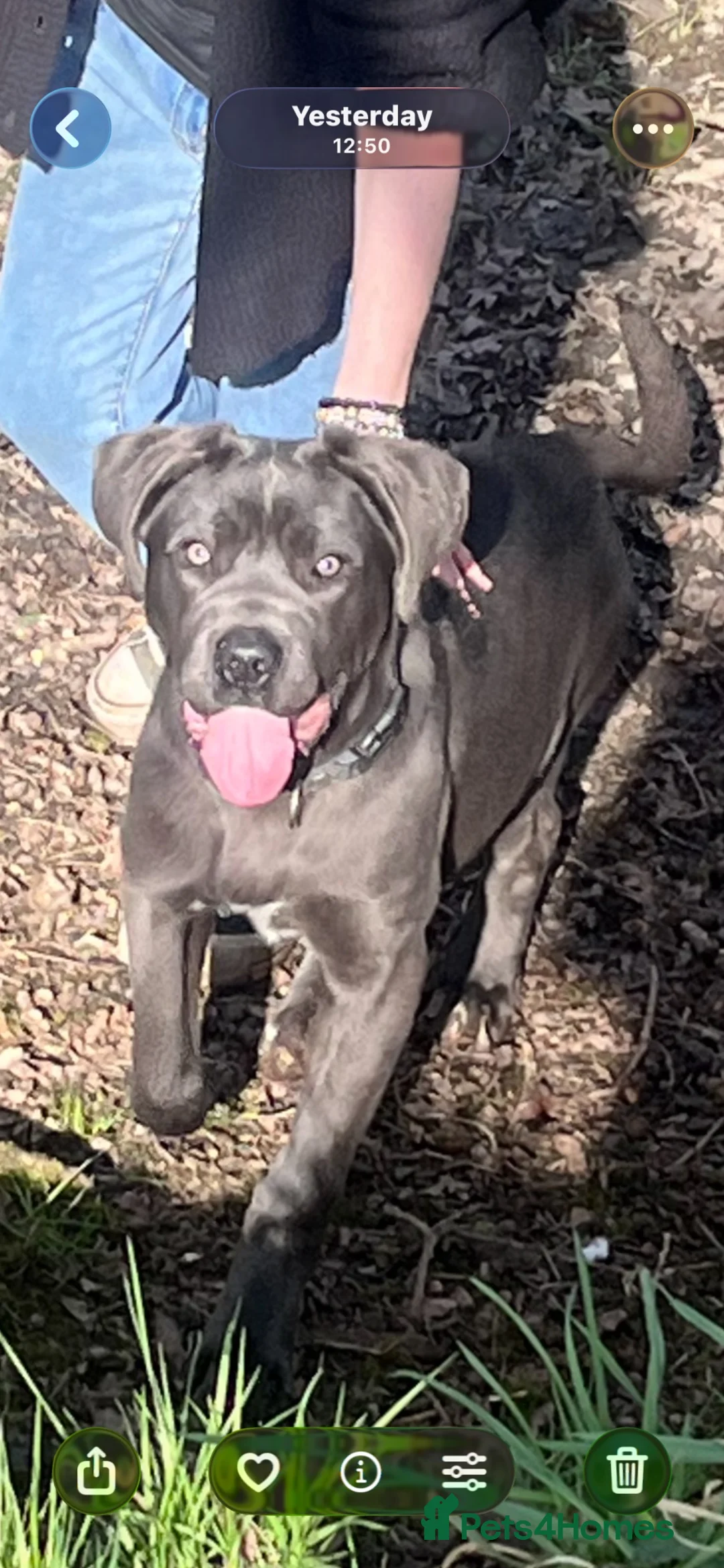 Cane Corso dogs for sale: Male 2 years old Cane Corso  - Advert 13