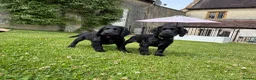 Cocker Spaniel dogs for sale: Two Black Working Cocker boys - 9 weeks in Dorchester - Advert 6