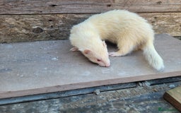 Ferret rodents for sale: Albino ferrets  - Image 9