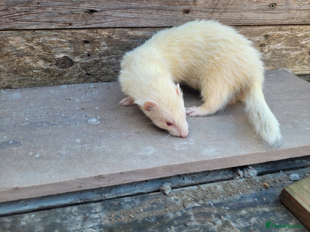 Ferret rodents for sale: Albino ferrets  - Image 9