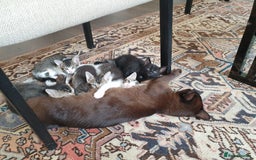 Mixed Breed cats for sale: Burmese Cross Kittens - Image 2