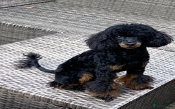 Cavapoo dogs for sale: Cavapoo F1 pups health tested parents  - Image 22