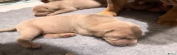 Mixed Breed dogs for sale: Beautiful Bullmaraner Puppies x 5  - Advert 16