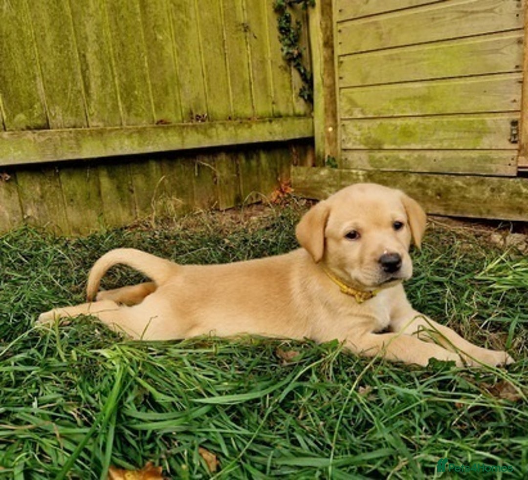 Labrador Retriever dogs for sale: intelligent labrador retriever male - Advert 3