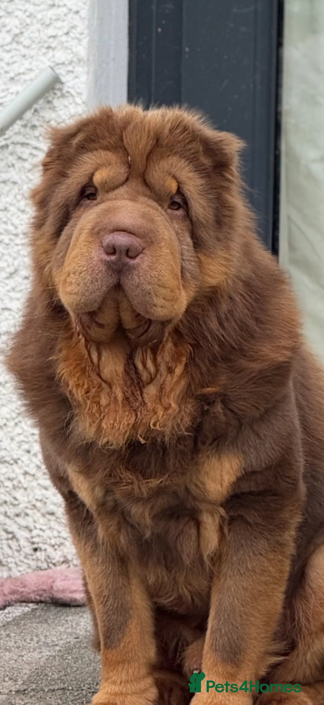 Shar Pei dogs for sale: Bear Coat Shar Pei  in Bathgate - Advert 28
