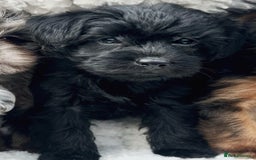 Border Terrier dogs for sale: Stunning Border Teddy boy avaiable - Image 1
