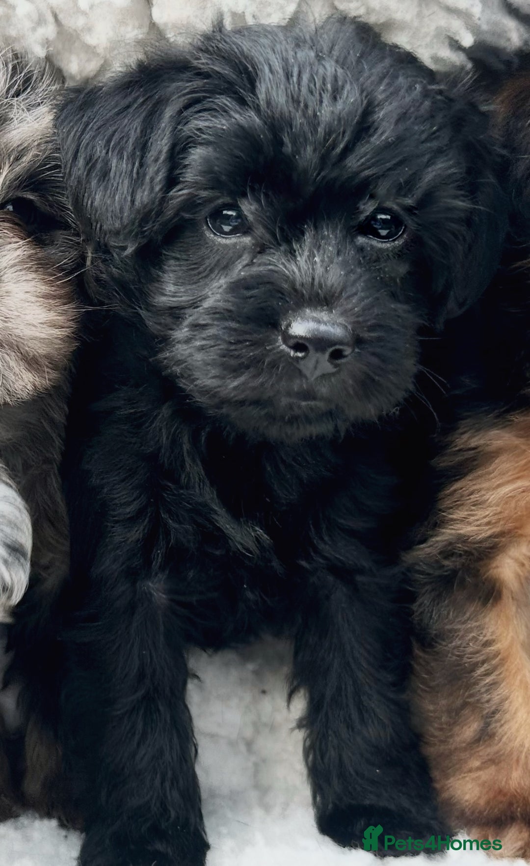 Border Terrier dogs for sale: Stunning Border Teddy boy avaiable - Image 1