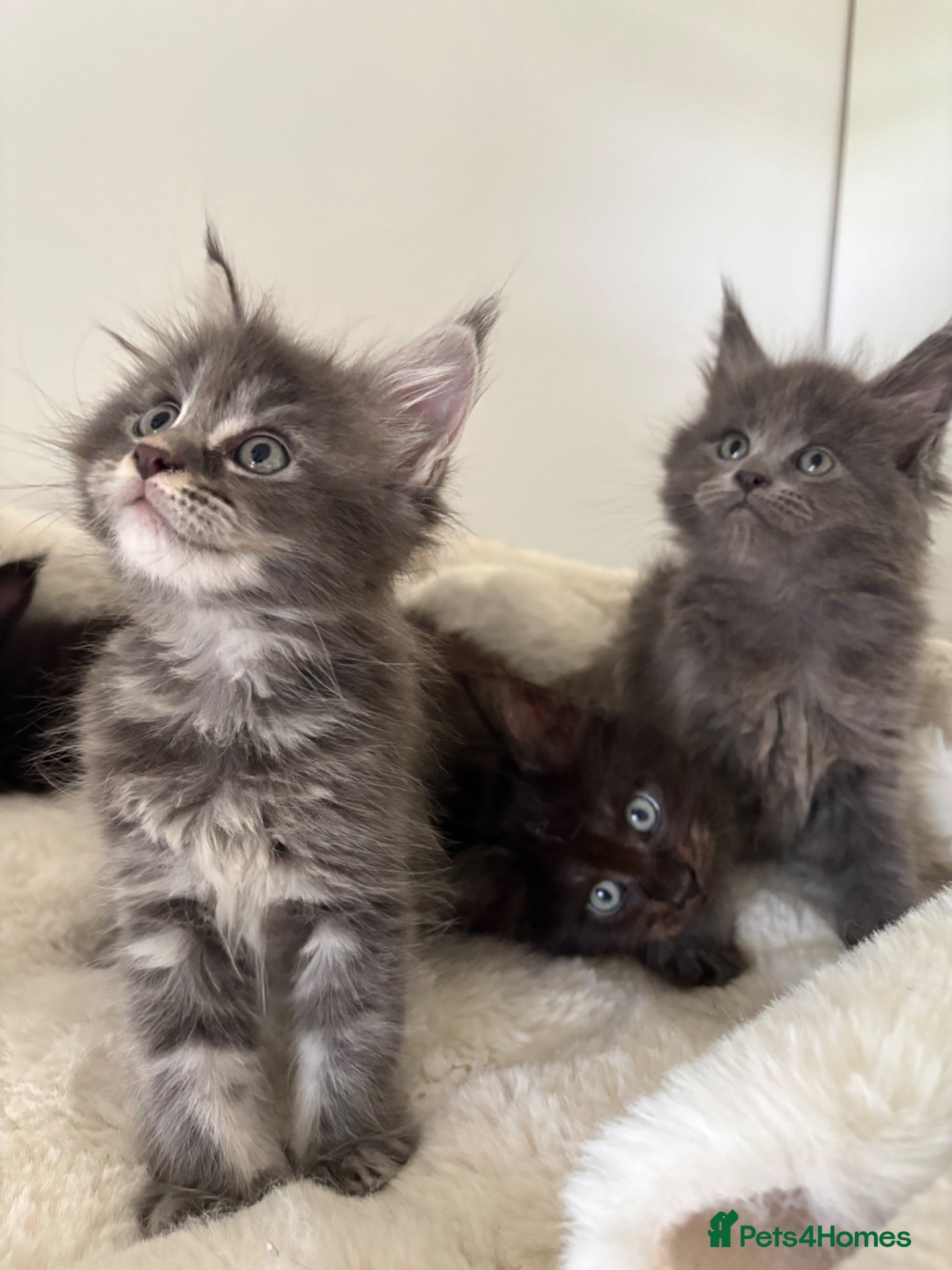 Maine Coon cats 🐈🐈‍⬛ Russian/European Bloodline Kittens 💕🐱 - Advert 8