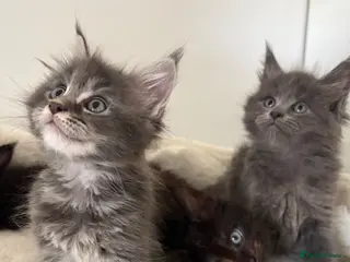 Maine Coon cats 🐈🐈⬛ Russian/European Bloodline Kittens 💕🐱 - Advert 8