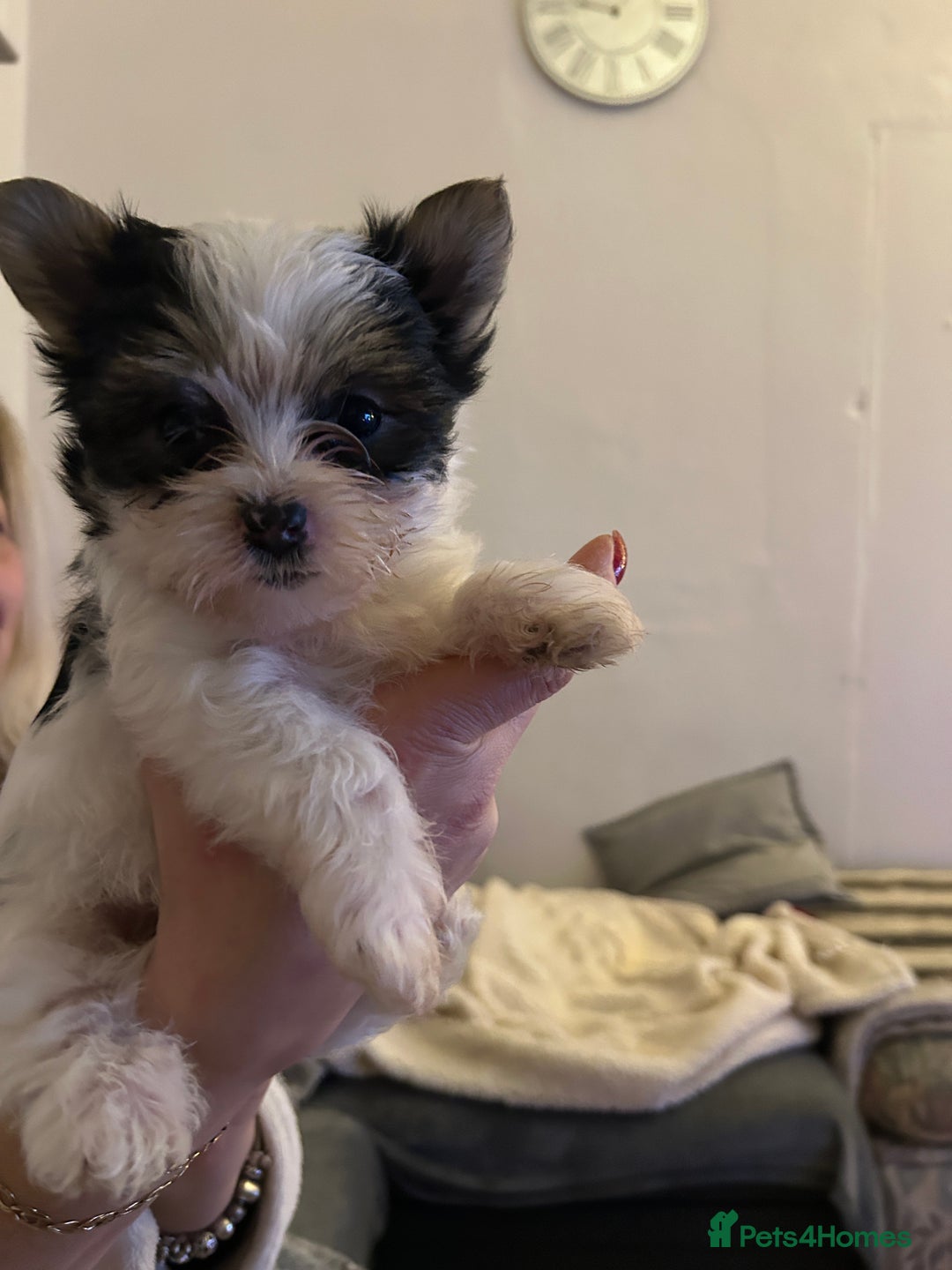 Yorkshire Terrier dogs for sale: York terrier puppy - Advert 1