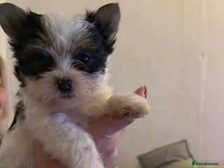 Yorkshire Terrier dogs York terrier puppy - Advert 9