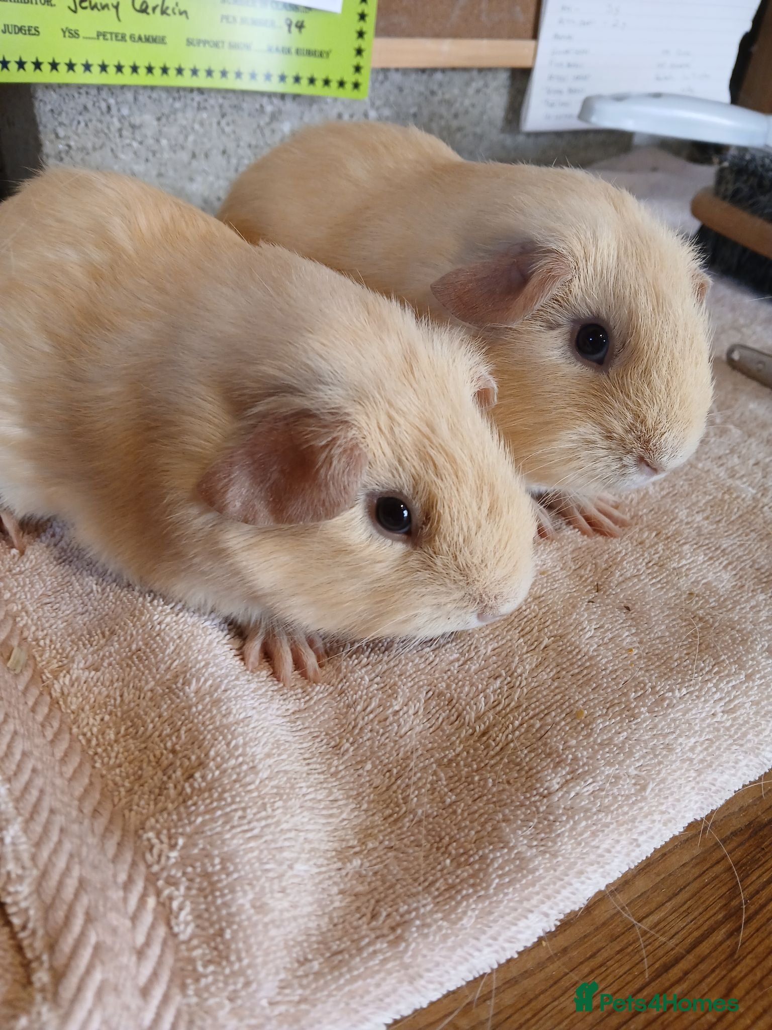 Guinea Pig rodents Two male cream guinea pigs - Advert 1
