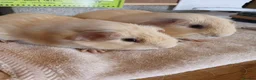 Guinea Pig rodents for sale: Two male cream guinea pigs - Advert 1