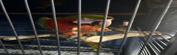 Macaws birds for sale: Joshi Harlequin Macaw - Advert 6
