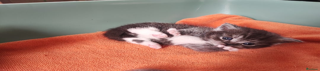Devon Rex Kitten short legs 1 