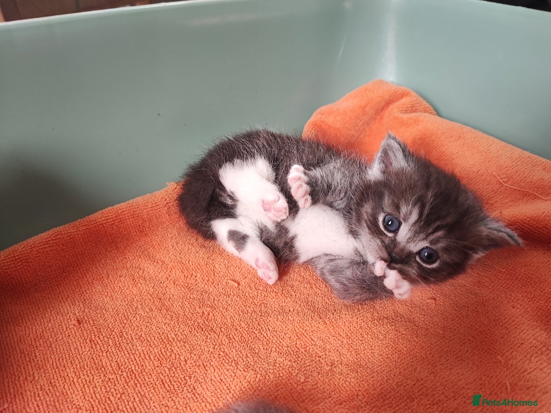 Devon Rex cats for sale: Munchkin x Devon rex  - Image 14