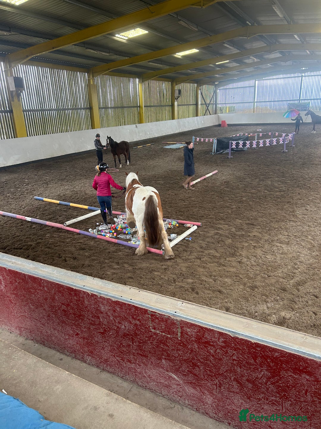 Irish Cob horses for sale: 5 yo skewbald cob 13.3 hh  - Image 8