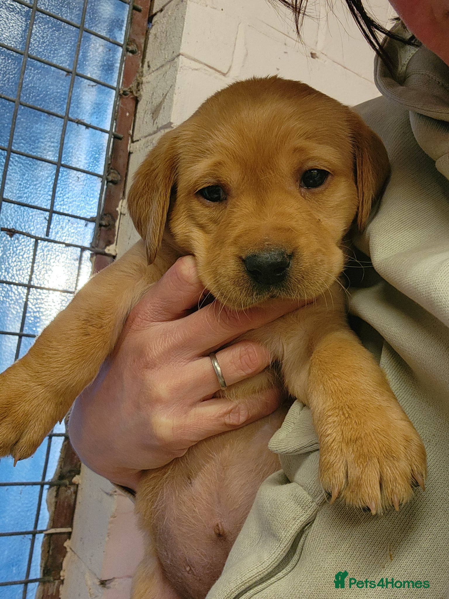 Labrador Retriever dogs Beautiful Labrador puppies - Advert 2