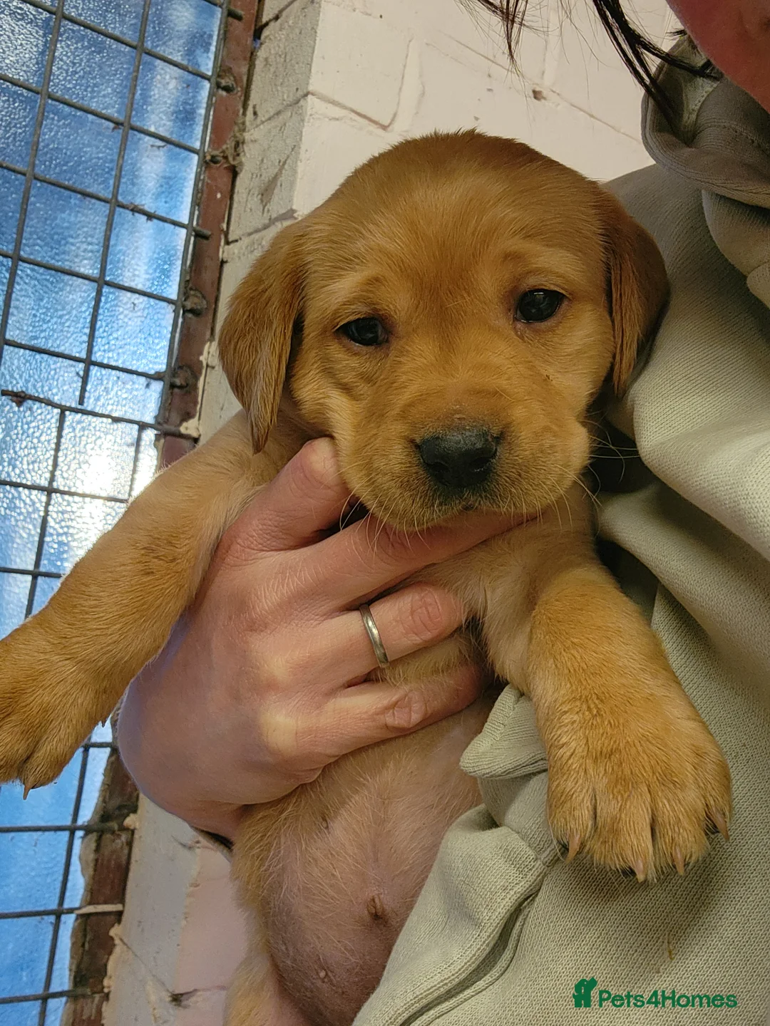 Labrador Retriever dogs for sale: Beautiful Labrador puppies - Advert 1