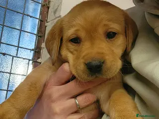 Labrador Retriever dogs Beautiful Labrador puppies - Advert 9