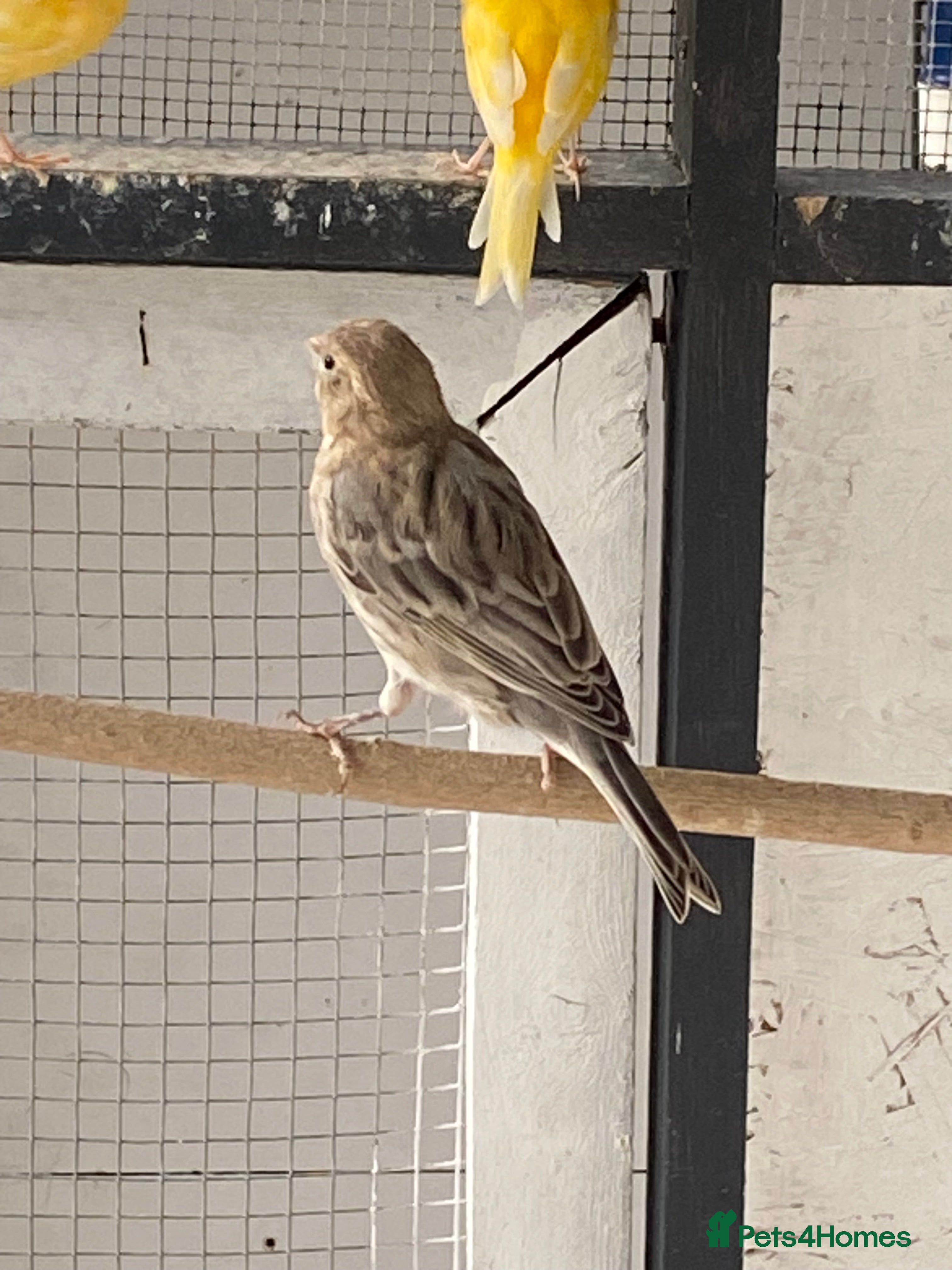 Canaries birds Canary’s for sale  - Advert 14