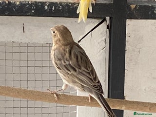 Canaries birds - Advert 14