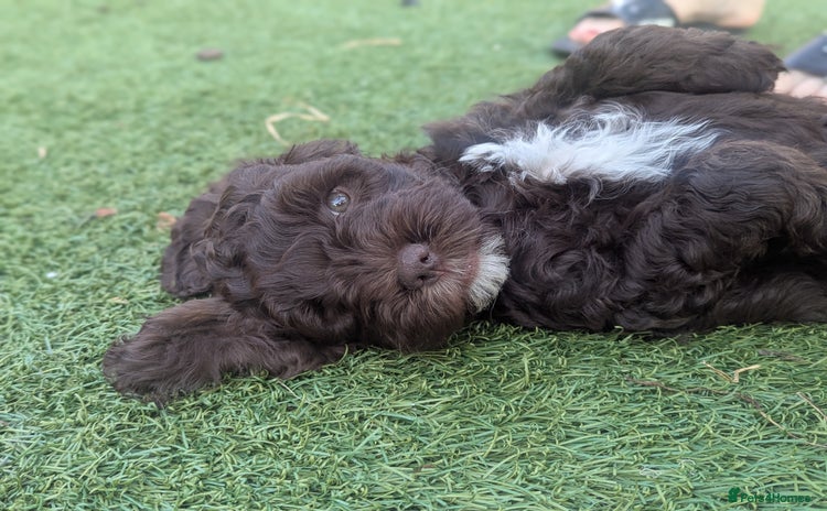 Cockapoo dogs - Advert 2