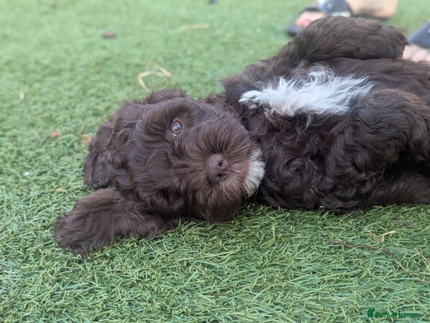 Cockapoo dogs - Advert 7