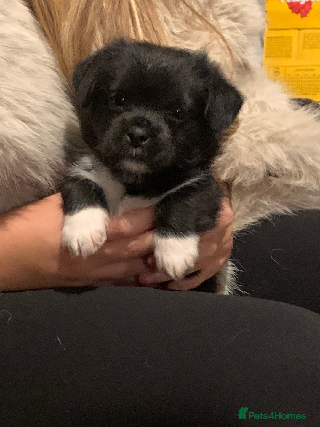 Mixed Breed dogs for sale: Pug cross shitzhu female puppies - Image 6