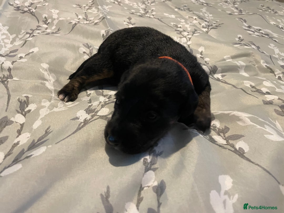 Mixed Breed dogs for sale: Sprollies - Image 20