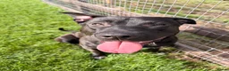 Mixed Breed dogs for sale: Lab Cross - Rehoming Our Beautiful Boy  - Advert 2