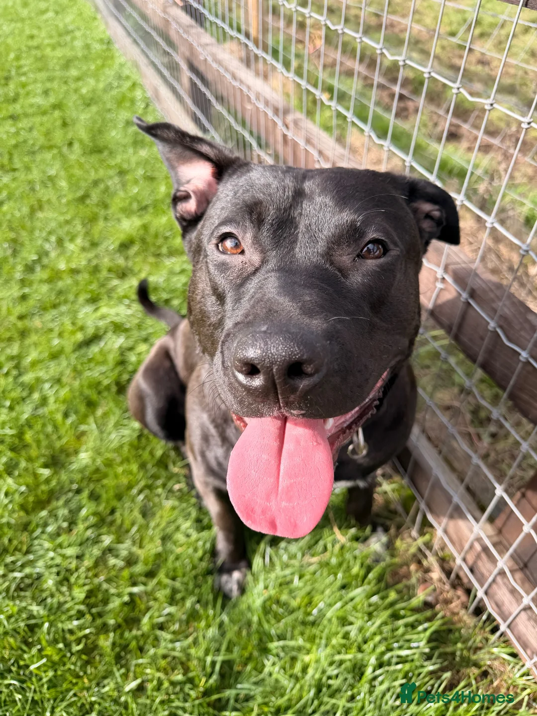Mixed Breed dogs for sale: Lab Cross - Rehoming Our Beautiful Boy  - Advert 2