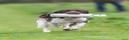 English Springer Spaniel dogs for stud: Fully health tested heavily marked stud - Advert 11