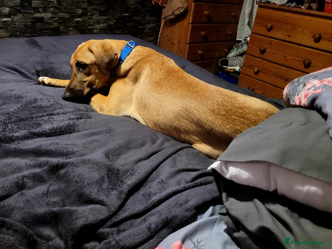 Mixed Breed dogs for adoption: Zach – 10 months old, Male, Mixed Breed Pup - Advert 11