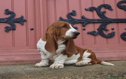 Basset Hound dogs for sale: KC BASSET HOUND PUPPIES  - Image 19