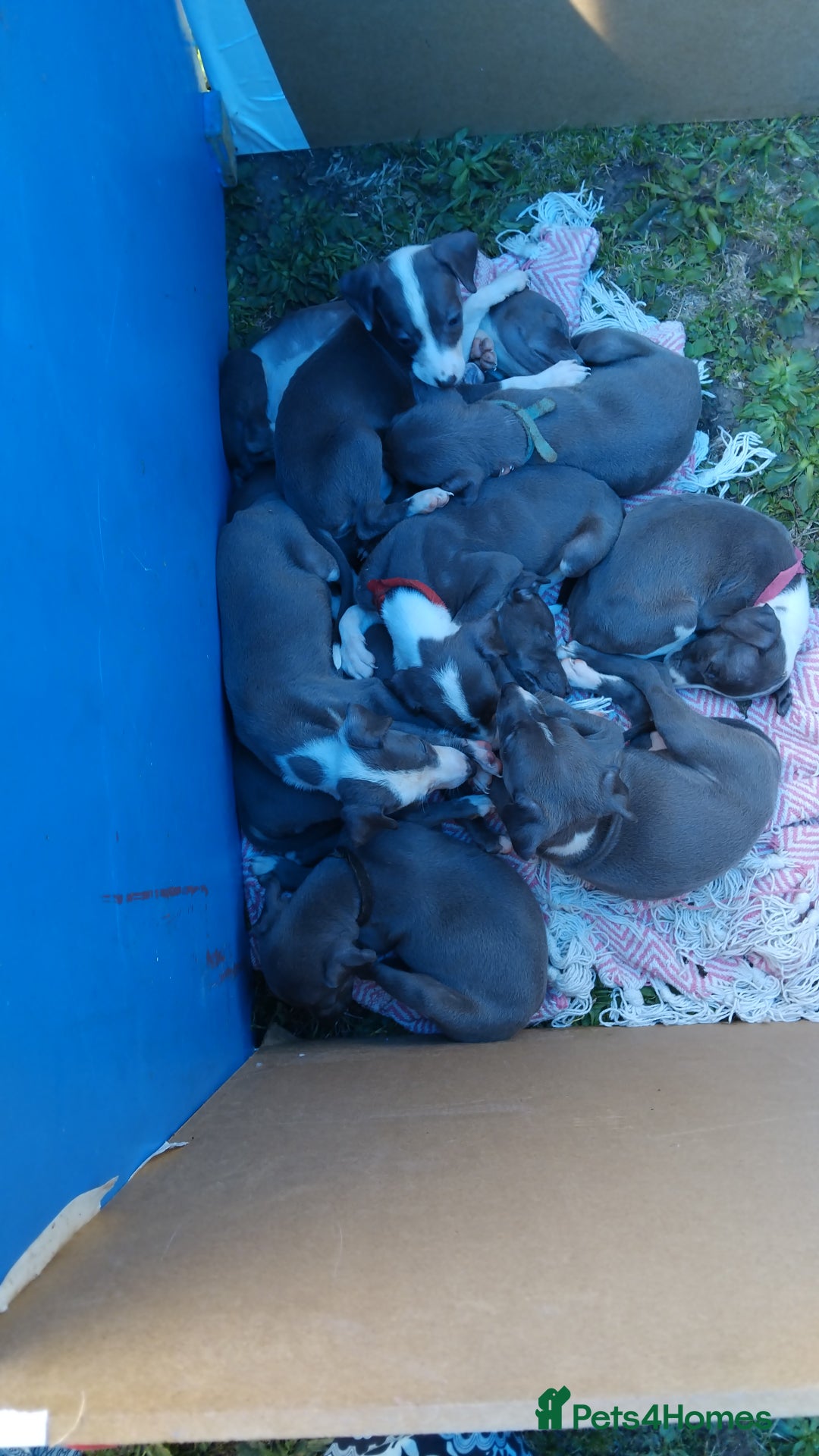 Mixed Breed dogs for sale: Italian Greyhound x Whippet puppies - Image 25