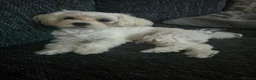 Maltese dogs for sale: Max & Mickey two beautiful Maltese puppies  - Advert 3