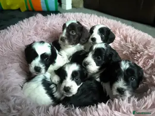 Cockapoo dogs F1 Parti Roan Cockapoos DNA TESTED,VET CHECKED - Advert 3