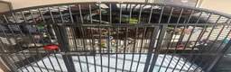 Parakeets birds for sale: Female Lord Derbyran (semi tame) in Aylesbury - Advert 10