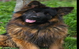 German Shepherd dogs for sale:  kc health tested long haired German shepherd pups - Image 9