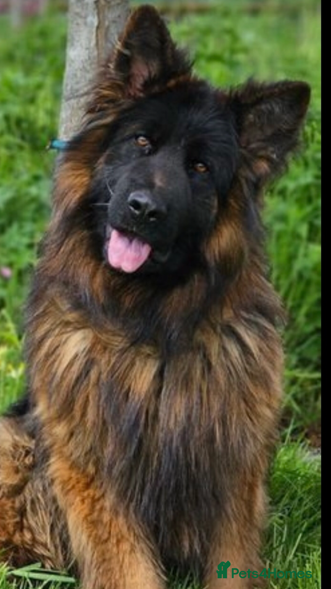German Shepherd dogs for sale:  kc health tested long haired German shepherd pups - Image 9