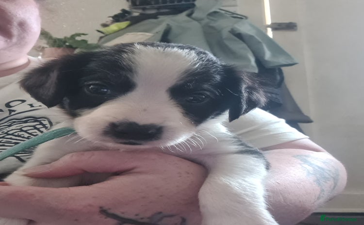 Sprollie dogs - Advert 6