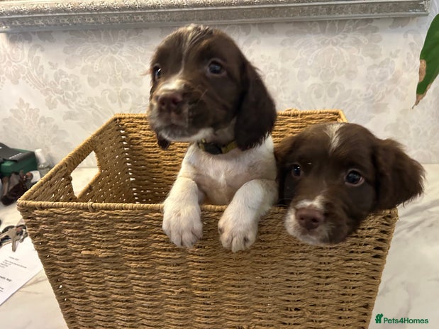 English Springer Spaniel dogs - Advert 2