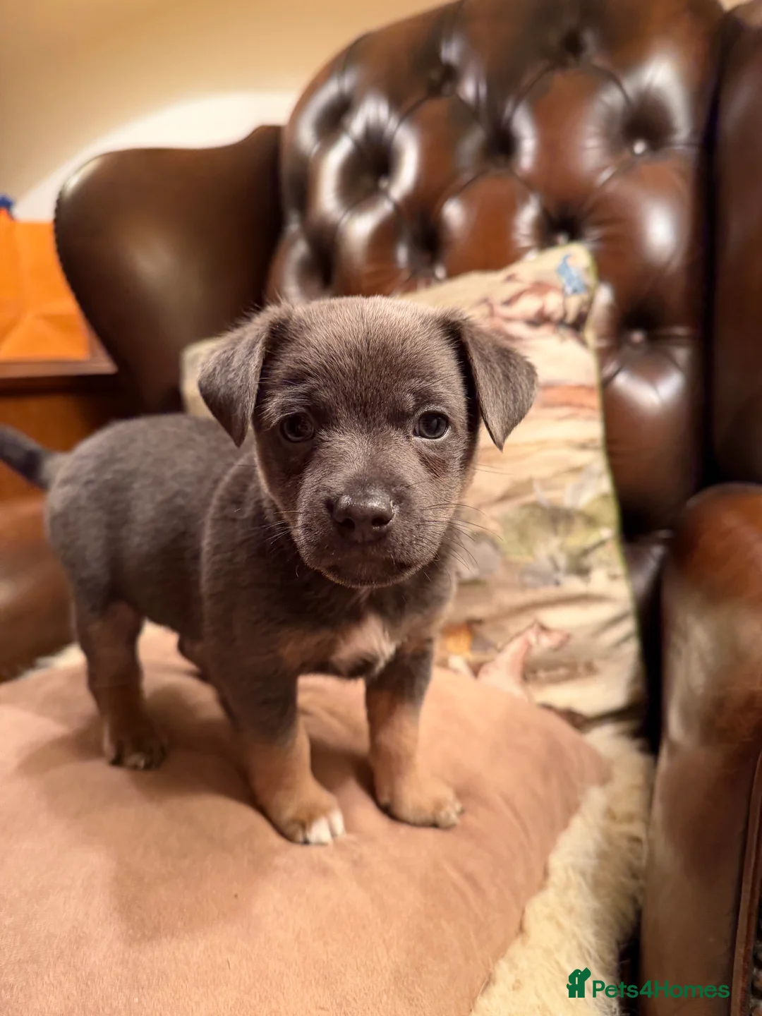 Jack Russell dogs for sale: Stunning blue and blue tri JRT pups - Advert 13