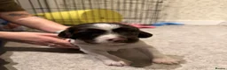 English Springer Spaniel dogs for sale: English Springer Spaniel puppies - Advert 12