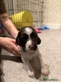 English Springer Spaniel 6