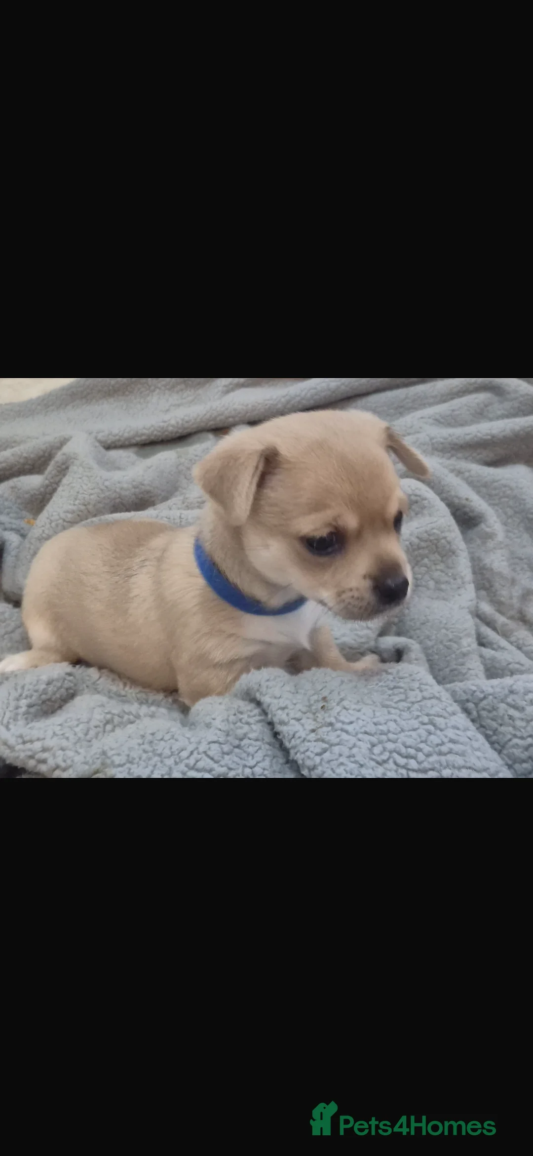Mixed Breed dogs for sale: Chihuahua boy puppy for sale  - Advert 2