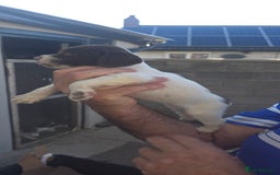 English Springer Spaniel dogs for sale: KC Working English Springer Spaniel Puppies - Image 4
